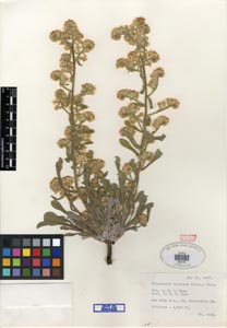 Herbarium Sheet of SDSU 5476