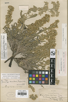 Oreocarya tumulosa Holotype UC79104