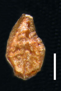 Dorsal Nutlet of CAS 26941