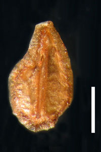 Ventral Nutlet of CAS 26941