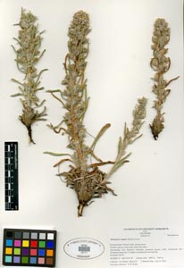 Herbarium Sheet of SDSU 20117