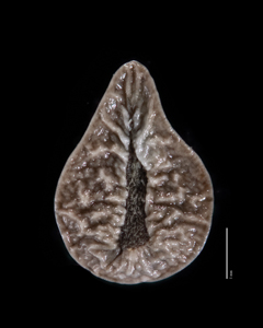 Oreocarya virginensis SDSU20240 nutlet ventral view.