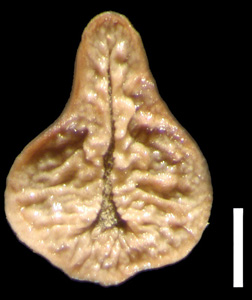 Oreocarya virginensis POM184423 nutlet ventral view.