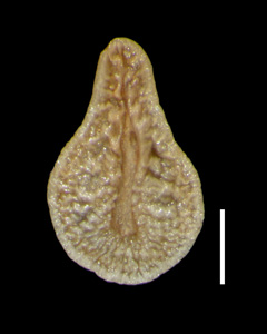 Oreocarya virginensis RSA340713 nutlet ventral view.