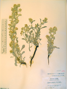 Oreocarya virginensis SD305524 herbarium specimen.