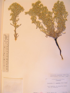 Oreocarya virginensis SD92982 herbarium specimen.