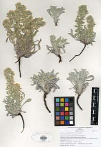 Oreocarya virginensis SDSU20240 herbarium specimen.