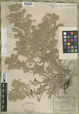 Oreocarya virginensis holotype specimen.