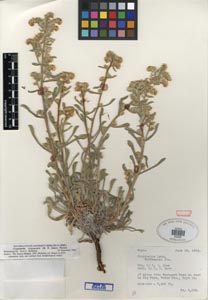 Oreocarya virginensis SDSU05495 herbarium specimen.