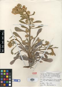 Oreocarya virginensis SDSU05501 herbarium specimen.