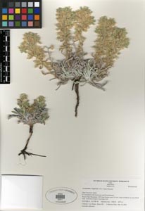 Oreocarya virginensis SDSU20011 herbarium specimen.