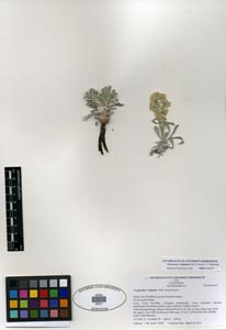 Oreocarya virginensis SDSU20917 herbarium specimen.