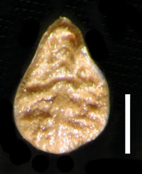 Nutlet Dorsal view of CAS 305524