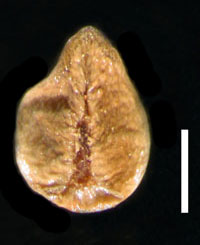 Nutlet Ventral view of CAS 305524