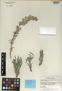 COLO 467583 Herbarium Sheet