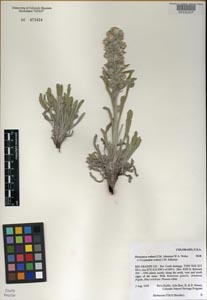 COLO 473424 Herbarium Sheet