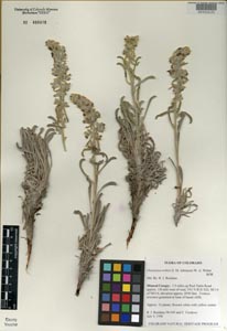 COLO 498418 Herbarium Sheet