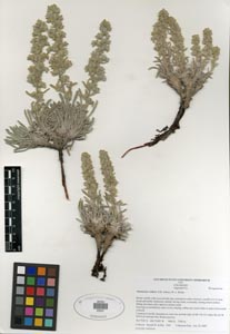 SDSU 20241 Herbarium Sheet