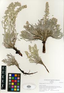 SDSU 20243 Herbarium Sheet