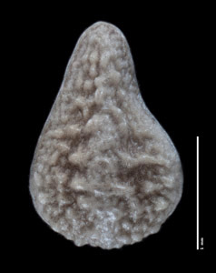 Dorsal View of Nutlet of SDSU21316, Oreocarya welshii