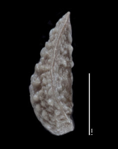 Lateral View of Nutlet of SDSU21316, Oreocarya welshii