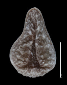 Ventral View of Nutlet of SDSU 21316, Oreocarya welshii