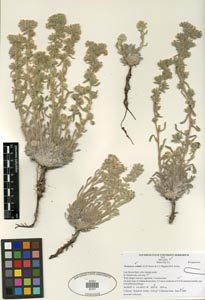 Herbarium Sheet of SDSU20707, Oreocarya welshii
