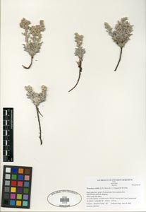 Herbarium Sheet of SDSU21316, Oreocarya welshii