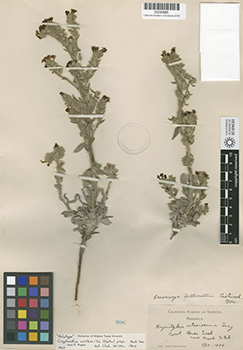 Oreocarya wetherillii herbarium sheet, Alice Eastwood s.n., 1892-05-25 (CAS0006986)