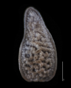 Dorsal view of Nutlet of SDSU 20071