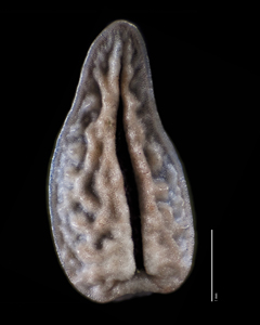 Ventral view of Nutlet of SDSU 20071