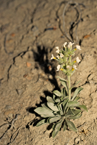 Oreocarya wetherillii field image, SDSU20071