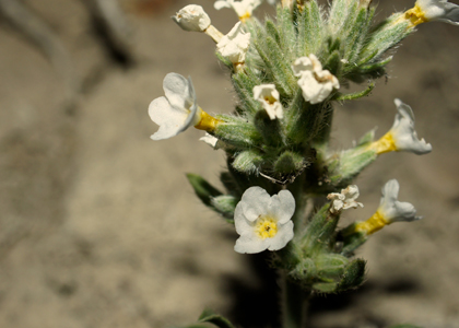 Close up of Oreocarya wetherillii field image, SDSU20071