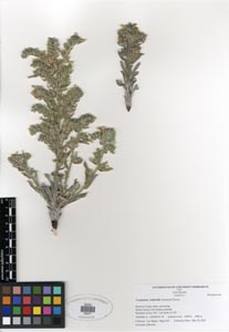 Herbarium Sheet of SDSU20071, Oreocarya wetherillii