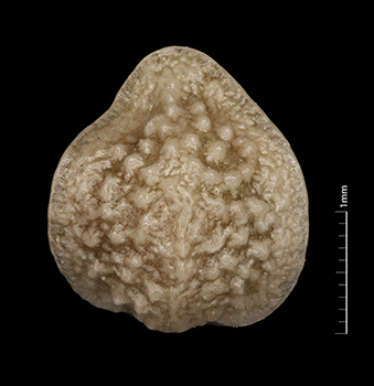 SDSU24811 nutlet dorsal view