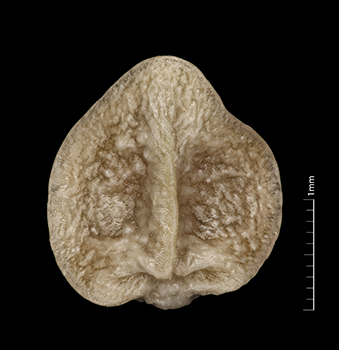 SDSU24811 nutlet ventral view