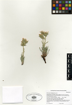 SDSU24811 herbarium specimen