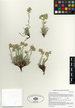 SDSU24812 herbarium specimen