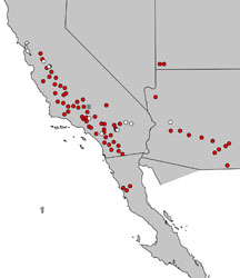 Distribution map of 
Pectocarya anisocarpa