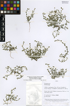 BONN-Luebert3645 herbarium voucher