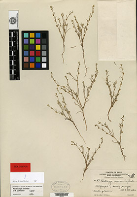 GH00057402 Holotype