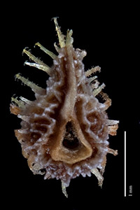 Plagiobothrys acanthocarpus nutlet ventral view SD105218