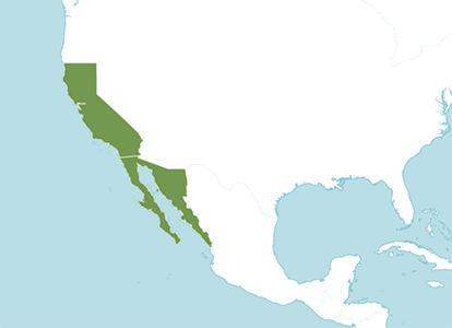 Distribution of Plagiobothrys acanthocarpus POWO