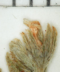 Plagiobothrys acanthocarpus specimen3 SDSU13071