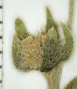 Plagiobothrys acanthocarpus specimen4 SDSU13071