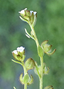 Plagiobothrys acanthocarpus field image3 - Ron Vanderhoff