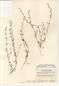 Plagiobothrys acanthocarpus specimen SD105218