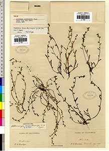 Holotype of Plagiobothrys acanthocarpus UC78207