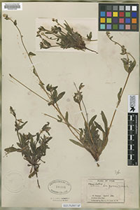 Herbarium specimen RSA0001860