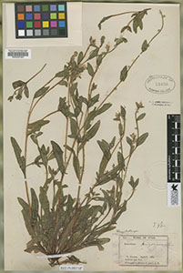 Herbarium specimen RSA0001861